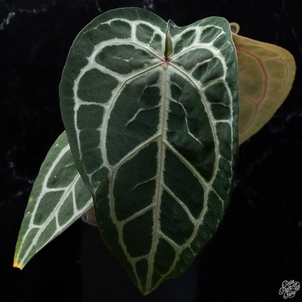 Anthurium Minerva '20' x Michelle Long '22' by DocBlock® *Pink Vein Emergent* (wk32-H)