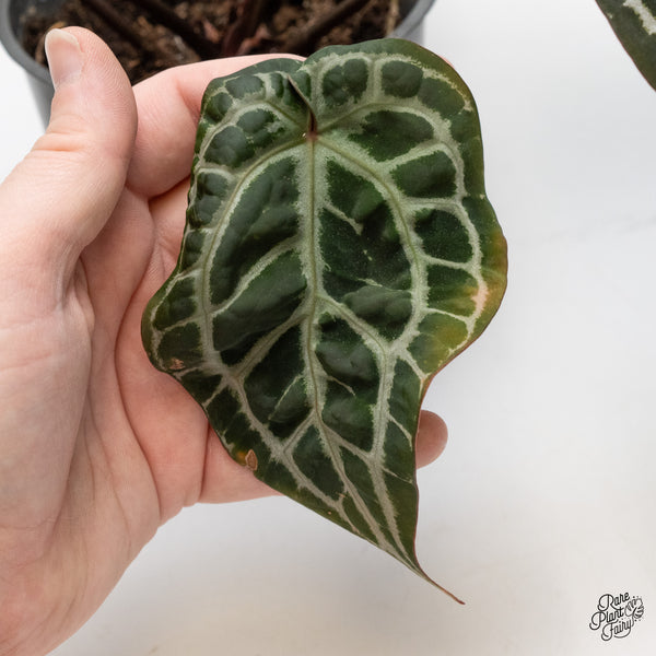 Anthurium Zara '31' x Tortoise Shell Grey '36' by DocBlock® (wk51-AB)