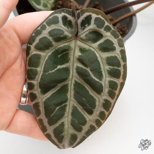 Anthurium Zara '31' x Tortoise Shell Grey '36' by DocBlock® (wk51-AB)