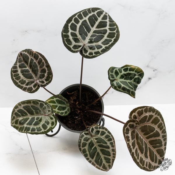 Anthurium Zara '31' x Tortoise Shell Grey '36' by DocBlock® (wk51-AB)