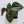 Anthurium Luxurians X 'Zara' x 'Michelle' by DocBlock® (wk33-W)