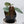 Anthurium Luxurians X 'Zara' x 'Michelle' by DocBlock® (wk33-W)