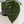Anthurium Luxurians X 'Zara' x 'Michelle' by DocBlock® (wk33-W)
