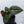 Anthurium Luxurians X 'Zara' x 'Michelle' by DocBlock® (wk32-V)
