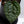 Anthurium Luxurians X 'Zara' x 'Michelle' by DocBlock® (wk32-V)