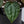 Anthurium Luxurians X 'Zara' x 'Michelle' by DocBlock® (wk32-V)