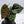 Anthurium Luxurians X 'Zara' x 'Michelle' by DocBlock® (wk32-X)