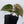 Anthurium Luxurians X 'Zara' x 'Michelle' by DocBlock® (wk32-X)