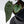 Anthurium Luxurians X 'Zara' x 'Michelle' by DocBlock® (wk32-W)