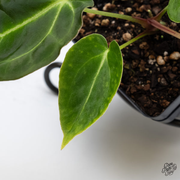 Anthurium Black Widow '43' x Zara '14' by DocBlock® (wk5-C)