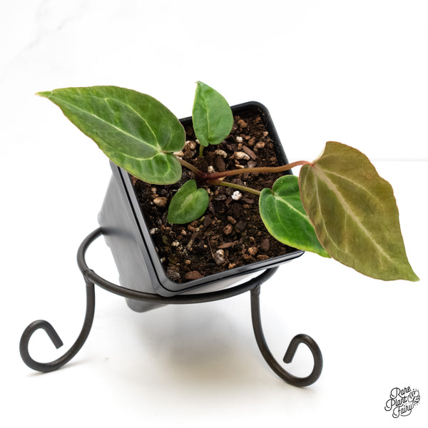 Anthurium Black Widow '43' x Zara '14' by DocBlock® (wk6-Y)