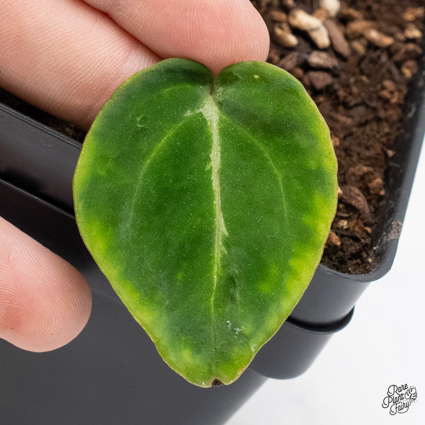 Anthurium Black Widow '43' x Zara '14' by DocBlock® (wk6-Y)