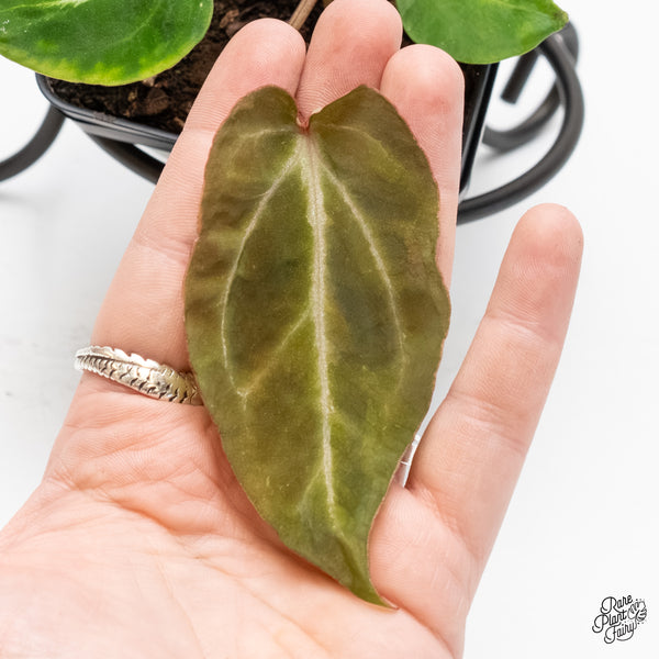 Anthurium Black Widow '43' x Zara '14' by DocBlock® (wk6-Y)