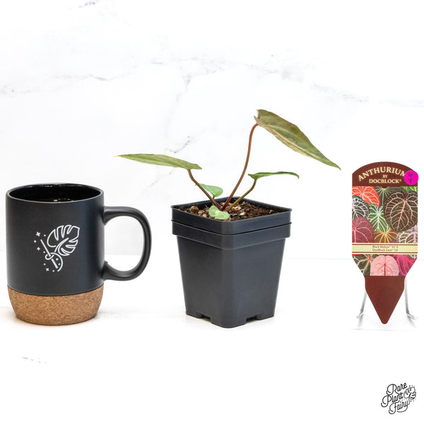 Anthurium Black Widow '43' x Zara '14' by DocBlock® (wk6-Y)