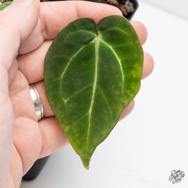 Anthurium Black Widow '43' x Zara '14' by DocBlock® (wk6-Y)