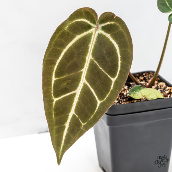 Anthurium Black Widow '43' x Red Velvet Cake '24' by DocBlock® (wk50-W)