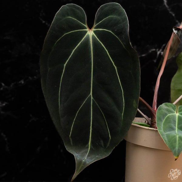 Anthurium Black Widow '43' x carlablackiae '80' by DocBlock® *Grower's Choice*