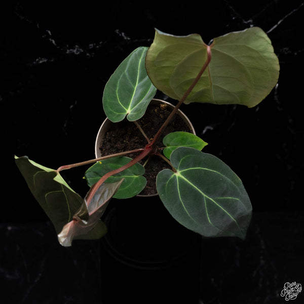 Anthurium Black Widow '43' x carlablackiae '80' by DocBlock® *Grower's Choice*