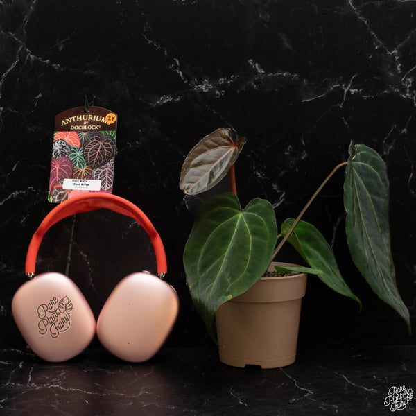 Anthurium Black Widow '43' x Black Widow '13' by DocBlock® *Grower's Choice*