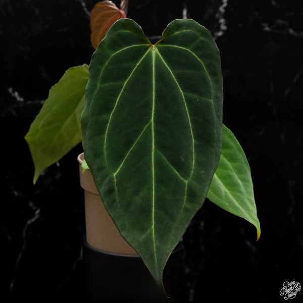 Anthurium Black Widow '43' x Black Widow '13' by DocBlock® *Grower's Choice*