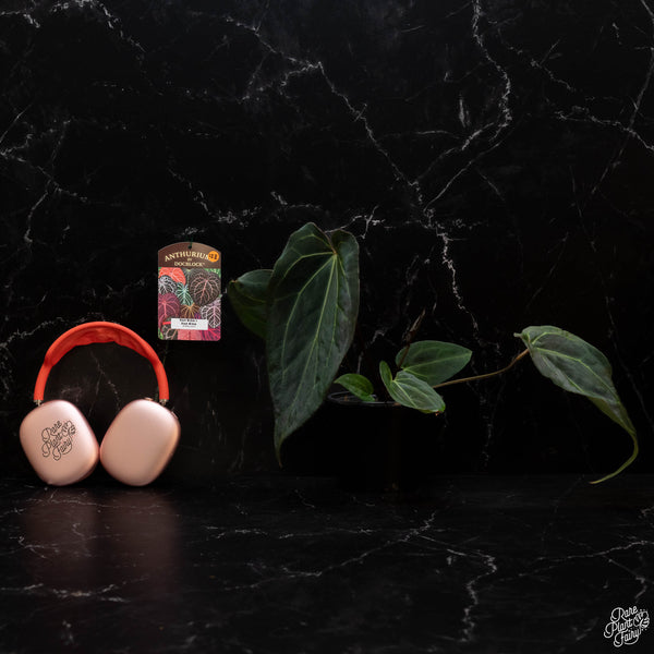 Anthurium Black Widow '43' x Black Widow '13' by DocBlock® *Grower's Choice*