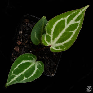 Anthurium DocBlock Briëlle '16' x Lynette '18' by DocBlock® *Grower's Choice*