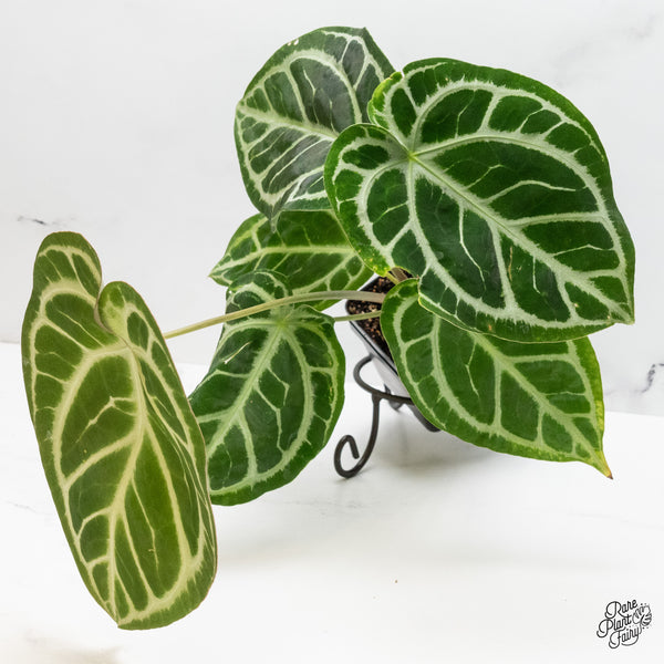 Anthurium DocBlock Briëlle '16' x Lynette '18' by DocBlock® (wk51-G)