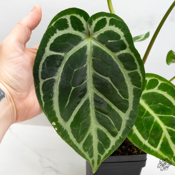 Anthurium DocBlock Briëlle '16' x Lynette '18' by DocBlock® (wk51-G)