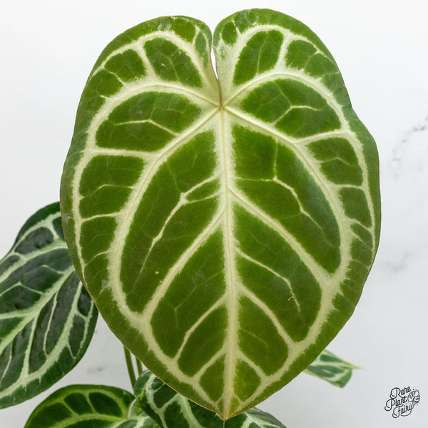 Anthurium DocBlock Briëlle '16' x Lynette '18' by DocBlock® (wk51-G)