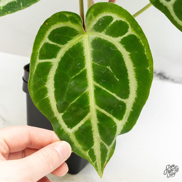 Anthurium DocBlock Briëlle '16' x Lynette '18' by DocBlock® (wk51-G)