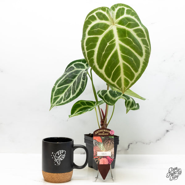 Anthurium DocBlock Briëlle '16' x Lynette '18' by DocBlock® (wk51-G)