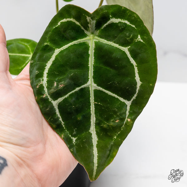 Anthurium Brown Derby '39' x Brown Derby '39' by DocBlock® (wk51-V)