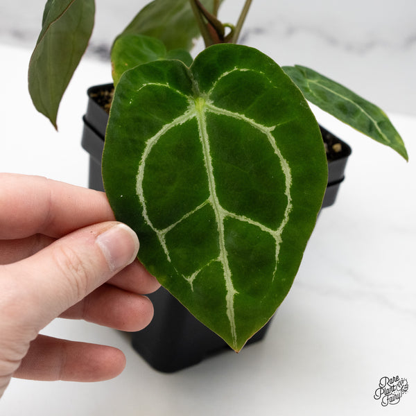 Anthurium Brown Derby '39' x Brown Derby '39' by DocBlock® (wk51-V)