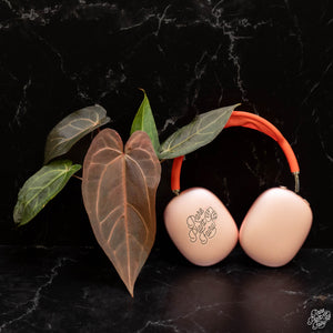 Anthurium Dark & Handsome '9' x Red Velvet Cake '24'  by DocBlock *Grower's Choice*