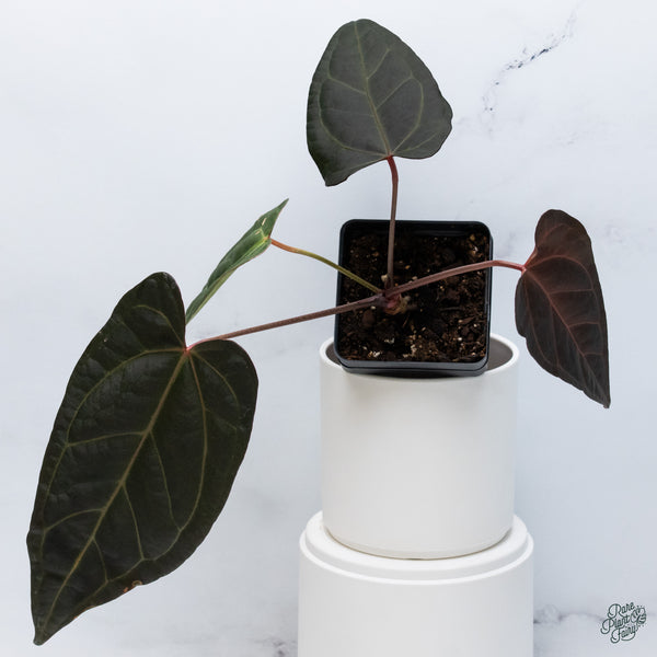Anthurium Dark and Handsome '9' x Dark and Handsome '9' by DocBlock® (wk34-D) *Dark and Vibrant Emergent*