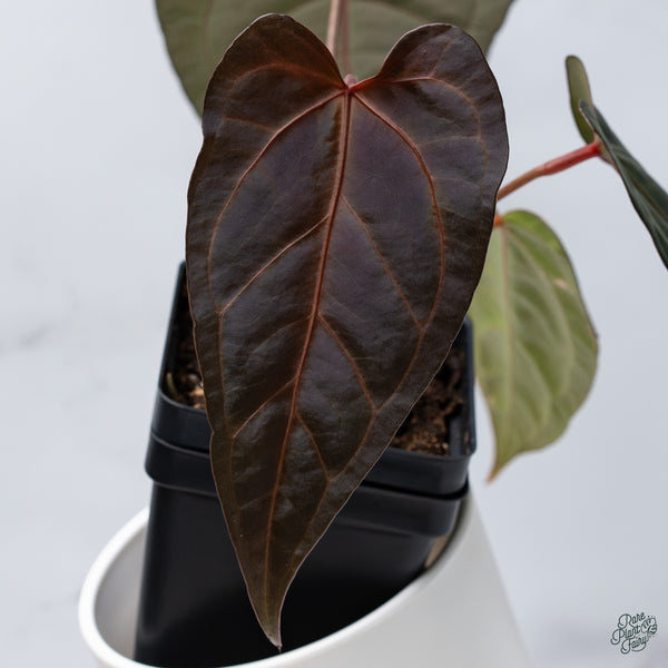 Anthurium Dark and Handsome '9' x Dark and Handsome '9' by DocBlock® (wk34-D) *Dark and Vibrant Emergent*