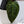 Anthurium Dark and Handsome '9' x Dark and Handsome '9' by DocBlock® (wk34-D) *Dark and Vibrant Emergent*