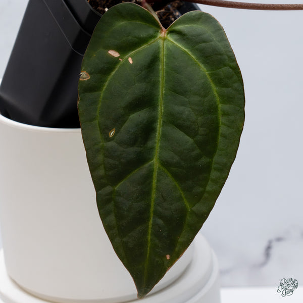 Anthurium Dark and Handsome '9' x Dark and Handsome '9' by DocBlock® (wk34-D) *Dark and Vibrant Emergent*
