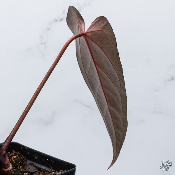 Anthurium Dark and Handsome '9' x Dark and Handsome '9' by DocBlock® (wk34-D) *Dark and Vibrant Emergent*
