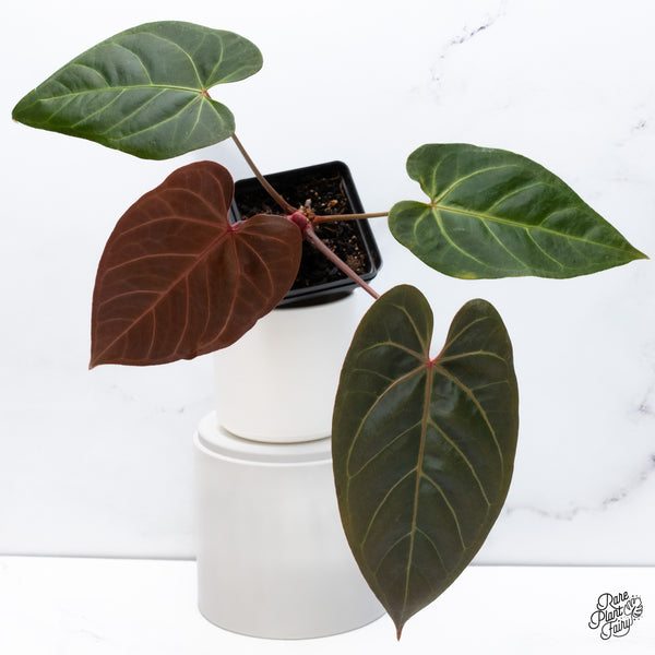 Anthurium Dark and Handsome '9' x Red Velvet Cake '24' by DocBlock® (wk36-A) *Dark and Vibrant Emergent*