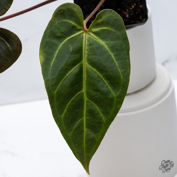 Anthurium Dark and Handsome '9' x Red Velvet Cake '24' by DocBlock® (wk36-A) *Dark and Vibrant Emergent*