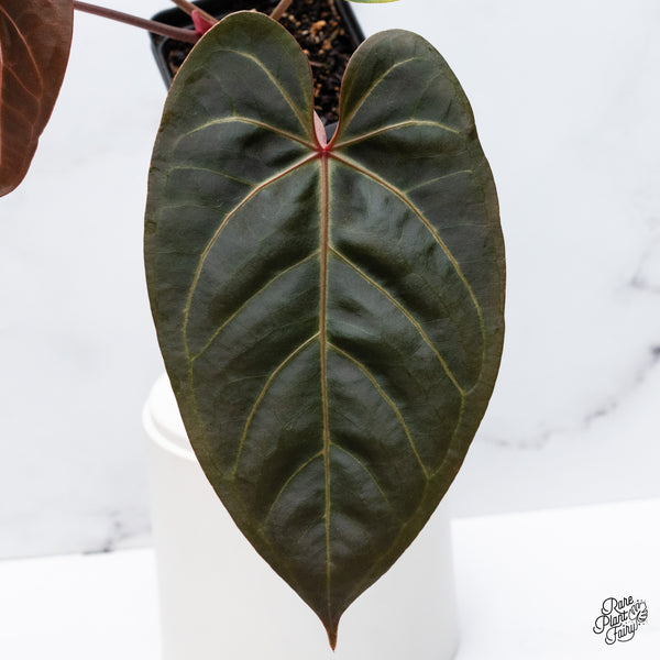 Anthurium Dark and Handsome '9' x Red Velvet Cake '24' by DocBlock® (wk36-A) *Dark and Vibrant Emergent*