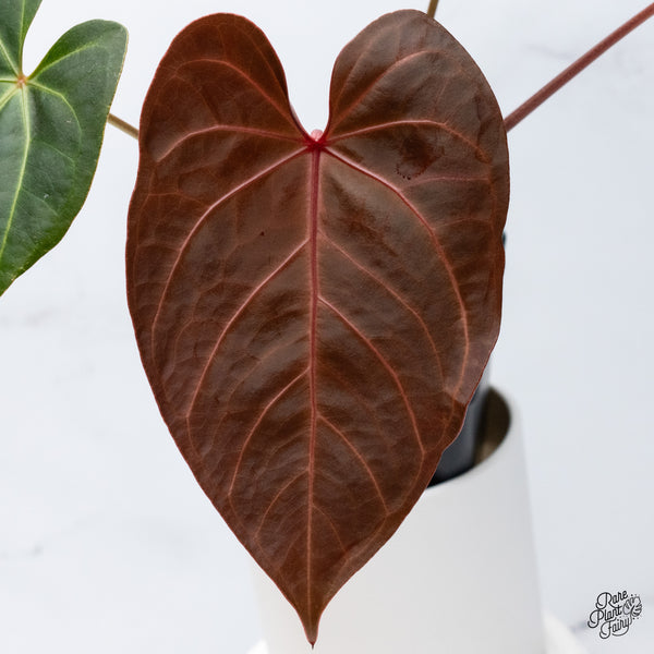 Anthurium Dark and Handsome '9' x Red Velvet Cake '24' by DocBlock® (wk36-A) *Dark and Vibrant Emergent*