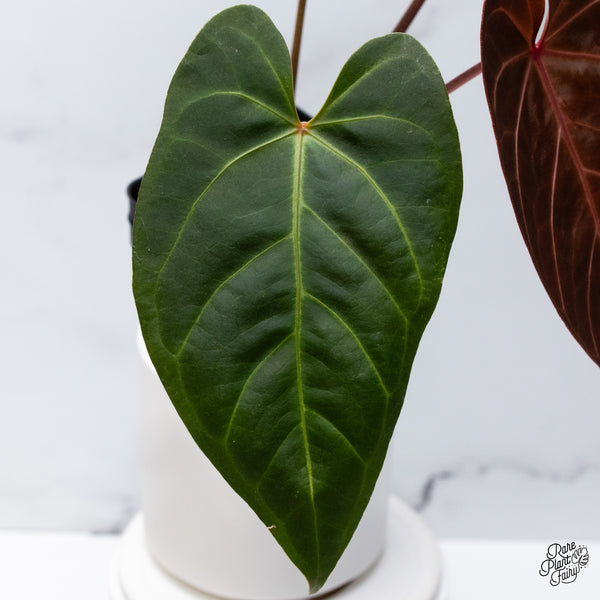 Anthurium Dark and Handsome '9' x Red Velvet Cake '24' by DocBlock® (wk36-A) *Dark and Vibrant Emergent*