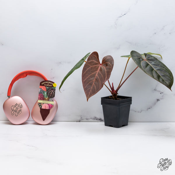 Anthurium Dark and Handsome '9' x Red Velvet Cake '24' by DocBlock® (wk36-A) *Dark and Vibrant Emergent*