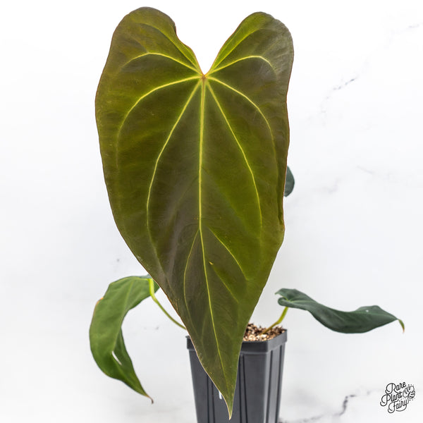 Anthurium Dark and Handsome '9' x Black Widow '13' by DocBlock® (wk45-E)