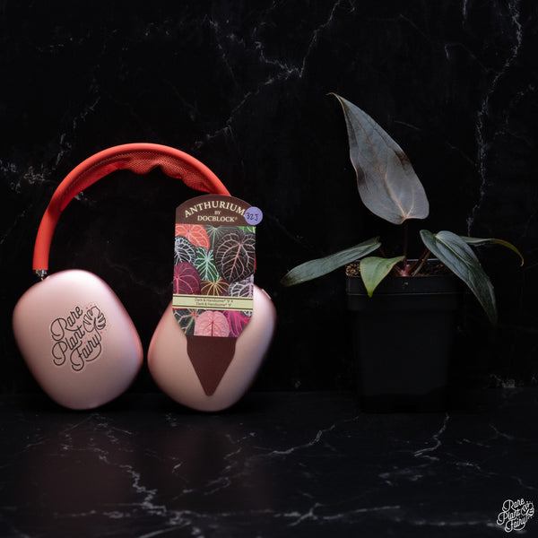 Anthurium Dark and Handsome '9' x Dark and Handsome '9' by DocBlock® *Dark and Narrow* (wk32-J)