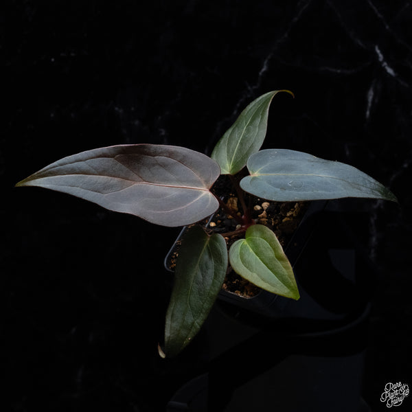 Anthurium Dark and Handsome '9' x Dark and Handsome '9' by DocBlock® *Dark and Narrow* (wk32-J)