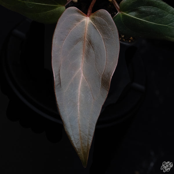 Anthurium Dark and Handsome '9' x Dark and Handsome '9' by DocBlock® *Dark and Narrow* (wk32-J)