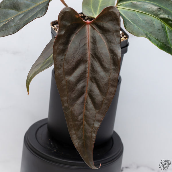 Anthurium Dark and Handsome '9' x Dark and Handsome '9' by DocBlock® *Wide Sinus* (wk32-L)
